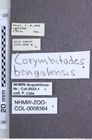 Etikette zu Corymbitodes bengalensis (Schimmel & Tarnawski, 2015) (NHMW-ZOO-COL-0008364)